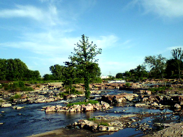 tree.jpg